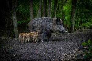 Wildschwein